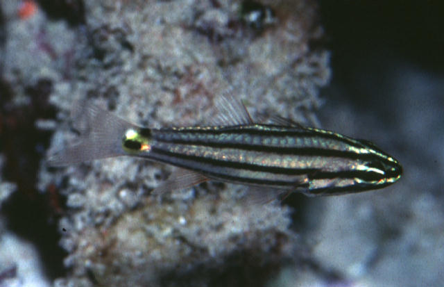 Cheilodipterus pygmaios